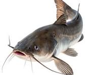 Bibit Ikan