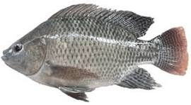 Kolam Ikan Nila