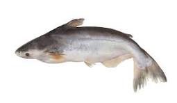 Ikan Sehat